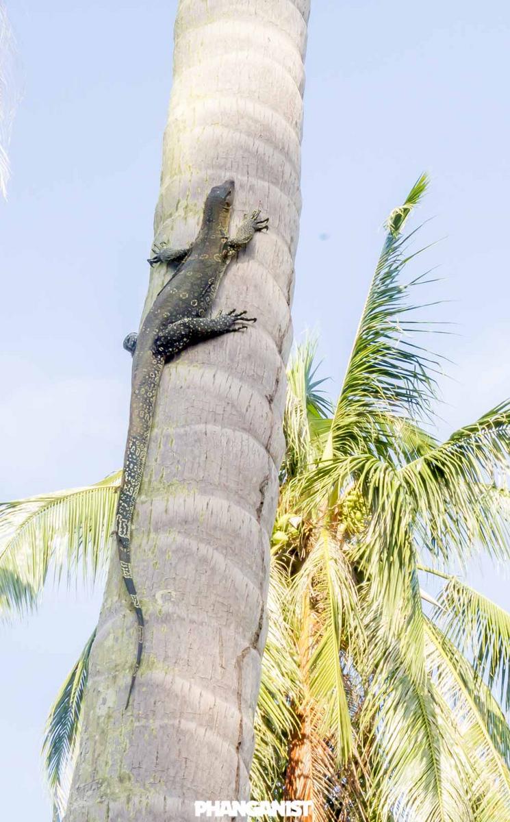 Majestic Monitor Lizards on Koh Phangan Koh Phangan Online Magazine